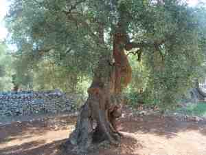 albero