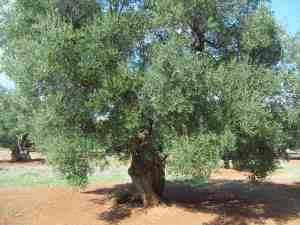 albero