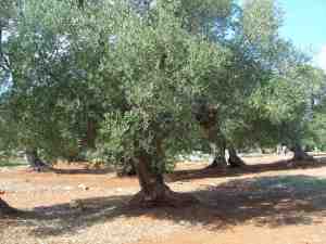 albero