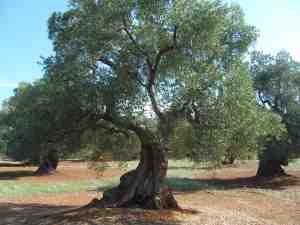 albero