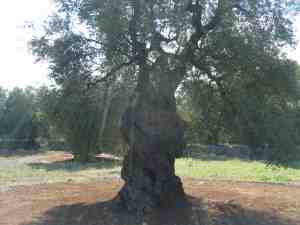 albero