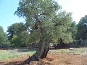 albero