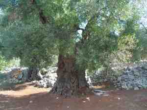 albero