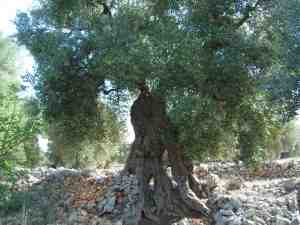 albero