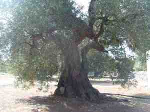 albero