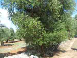 albero
