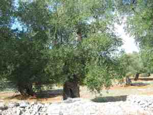 albero