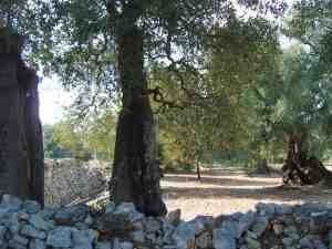 albero