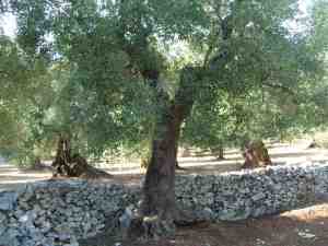 albero