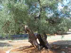 albero