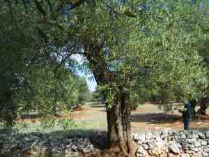 albero