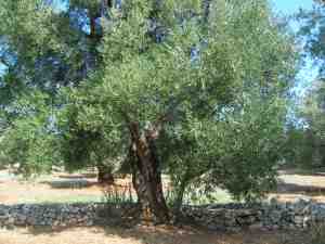 albero