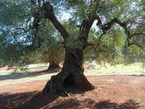 albero