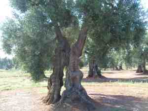 albero