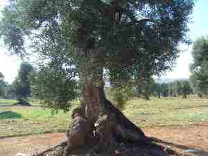 albero