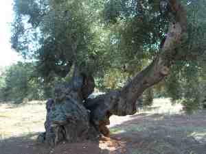 albero