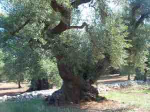 albero