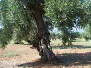 albero