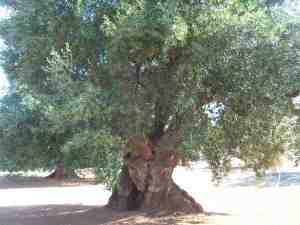 albero