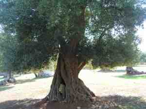 albero