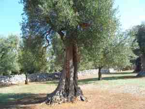 albero