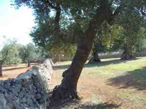 albero