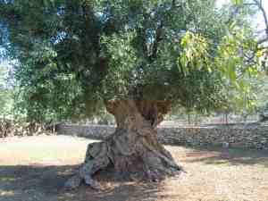 albero