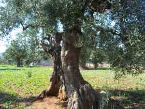 albero