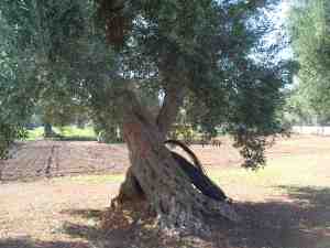 albero