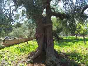 albero
