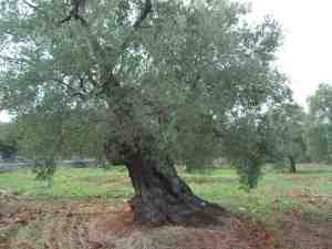 albero