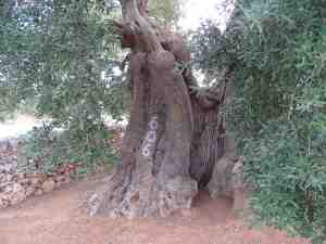 albero