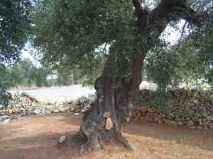 albero