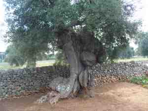 albero