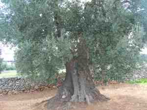 albero