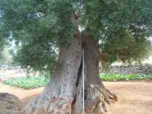albero