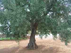 albero