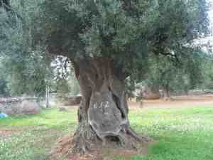 albero