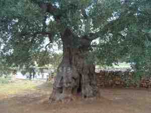 albero