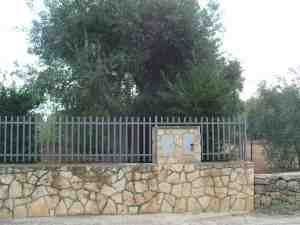 albero