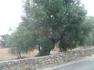 albero