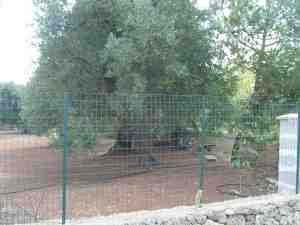 albero