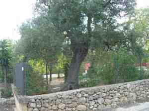 albero