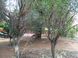 albero