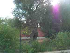albero