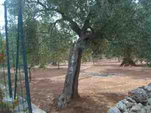 albero