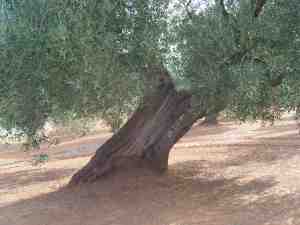 albero