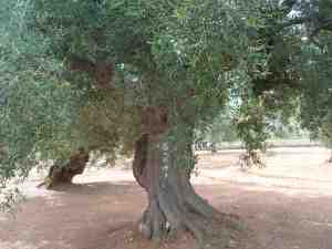 albero