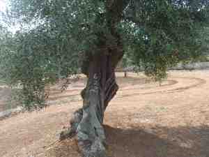 albero