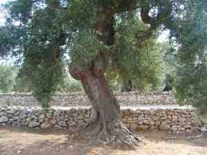 albero